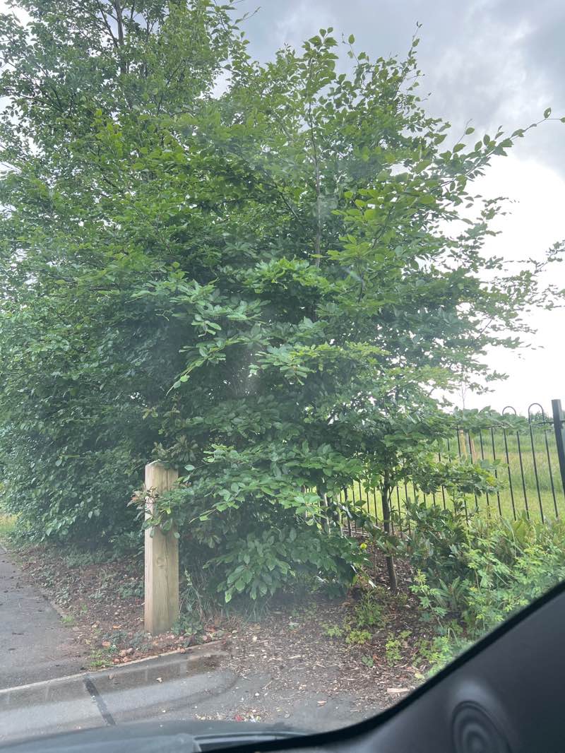 walking near me in Sorrel Drive Park in spring