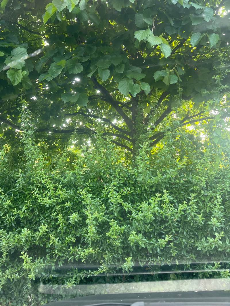 walking near me in Millennium Garden in summer