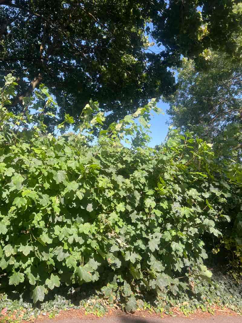 walking near me in Cator Lane Recreation Ground in summer