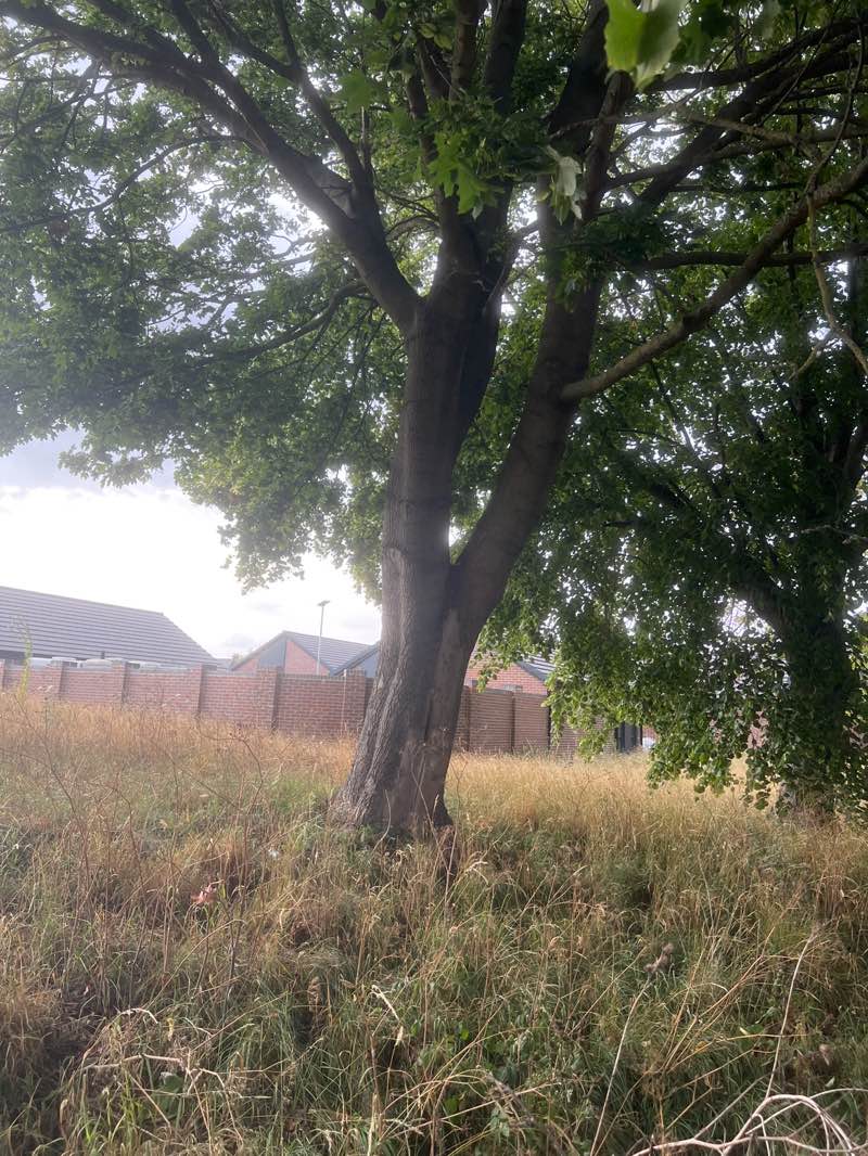 walking near me in Shirebrook Park in autumn