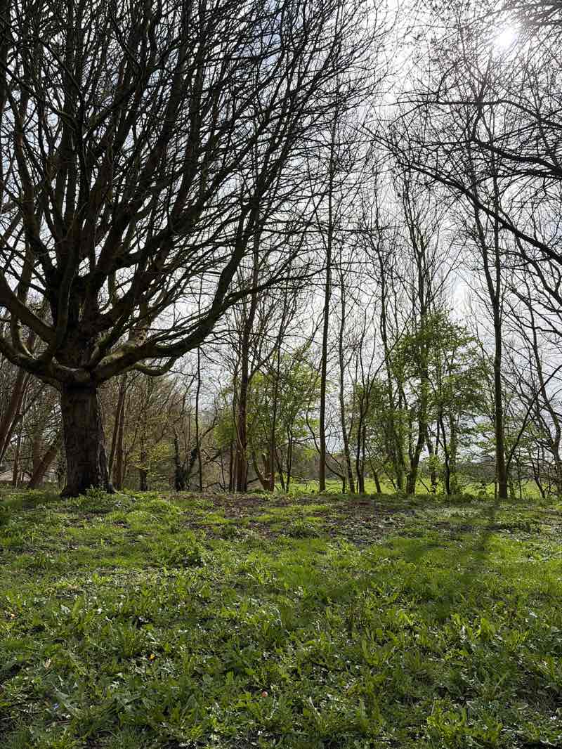 walking near me in Race Course Fields in spring