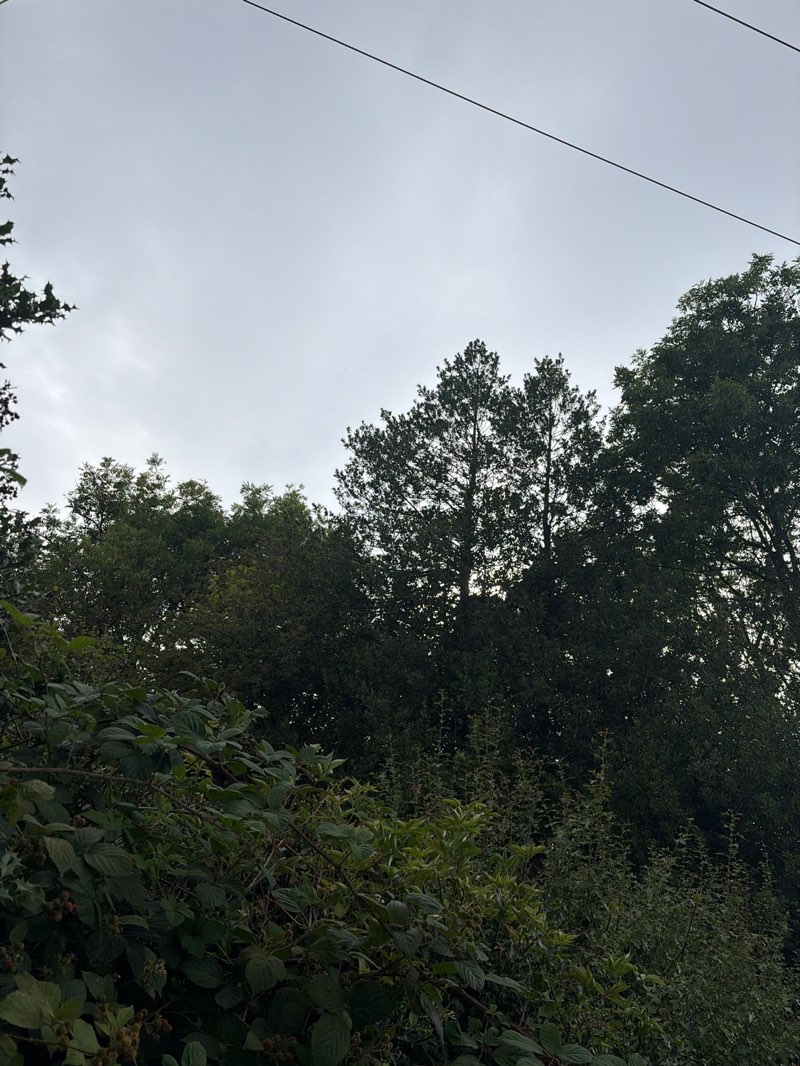 walking near me in Morley Brickyards Nature Reserve in summer