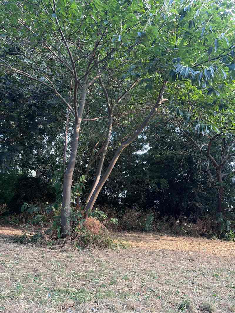 walking near me in Race Course Fields in summer