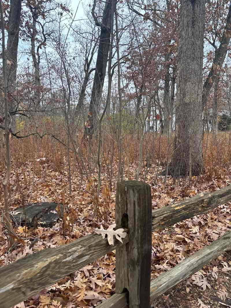 walking near me in May T. Watts Park in autumn