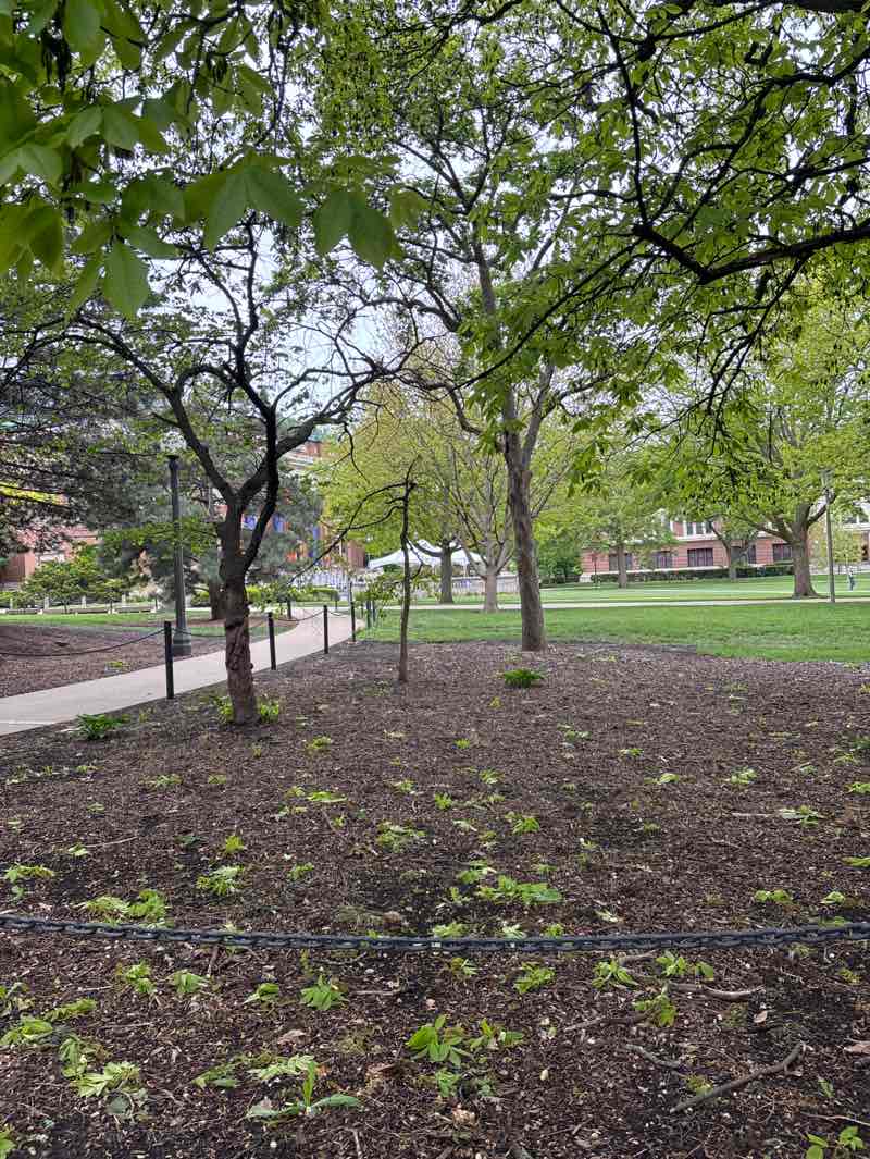 walking near me in Main Quad in spring