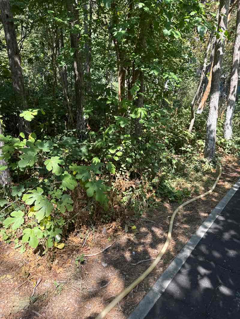 walking near me in Beylikdüzü Belediye Çamlığı in autumn