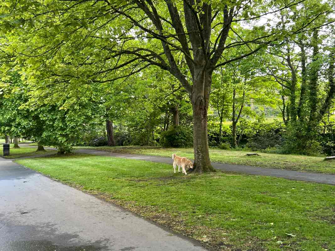 walking near me in Plascrug Avenue in spring