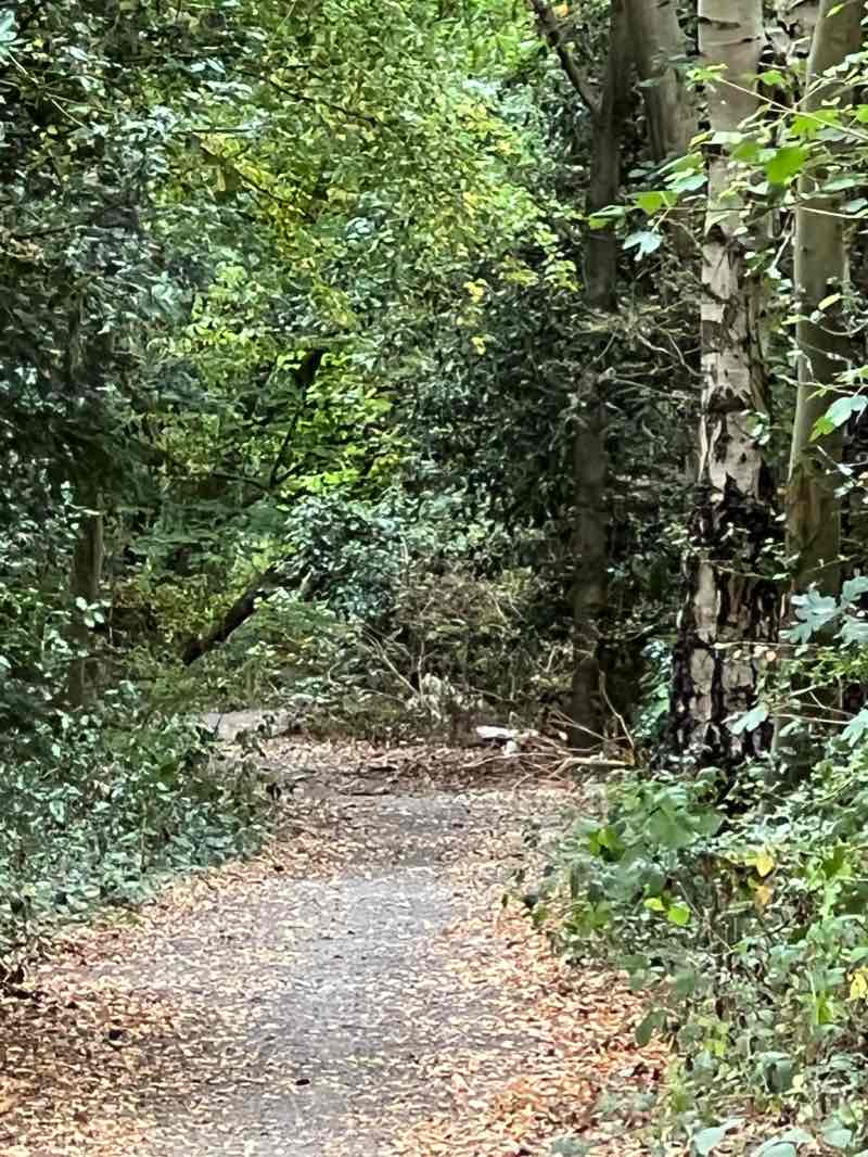 walking near me in Jubilee Country Park in winter