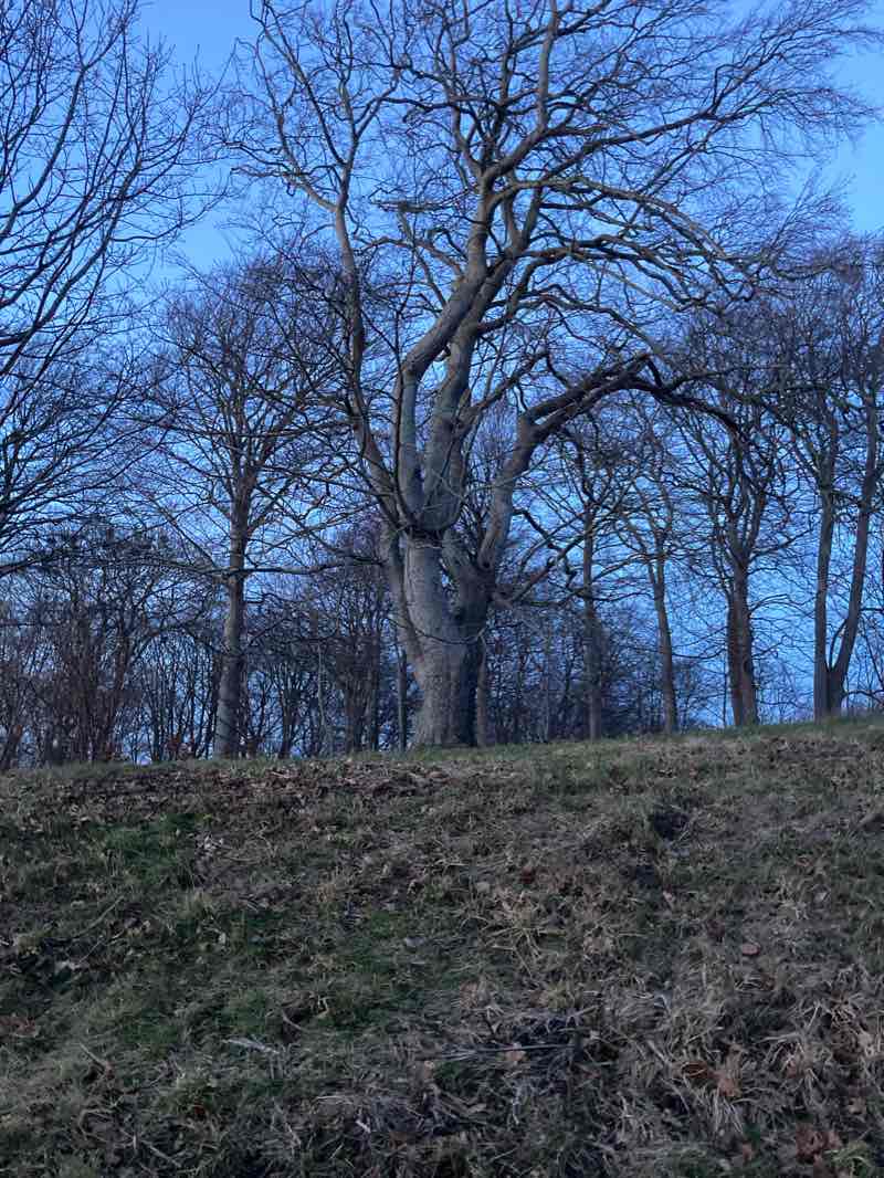 walking near me in Sohngårdsholmsparken in winter