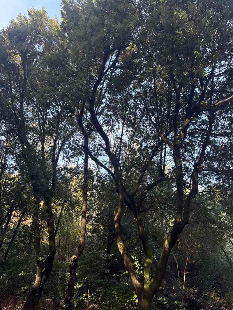 walking near me in Villa Glori in winter