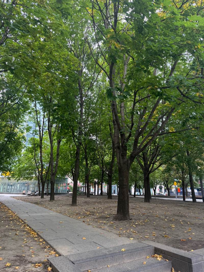 walking near me in Victoria Square in autumn