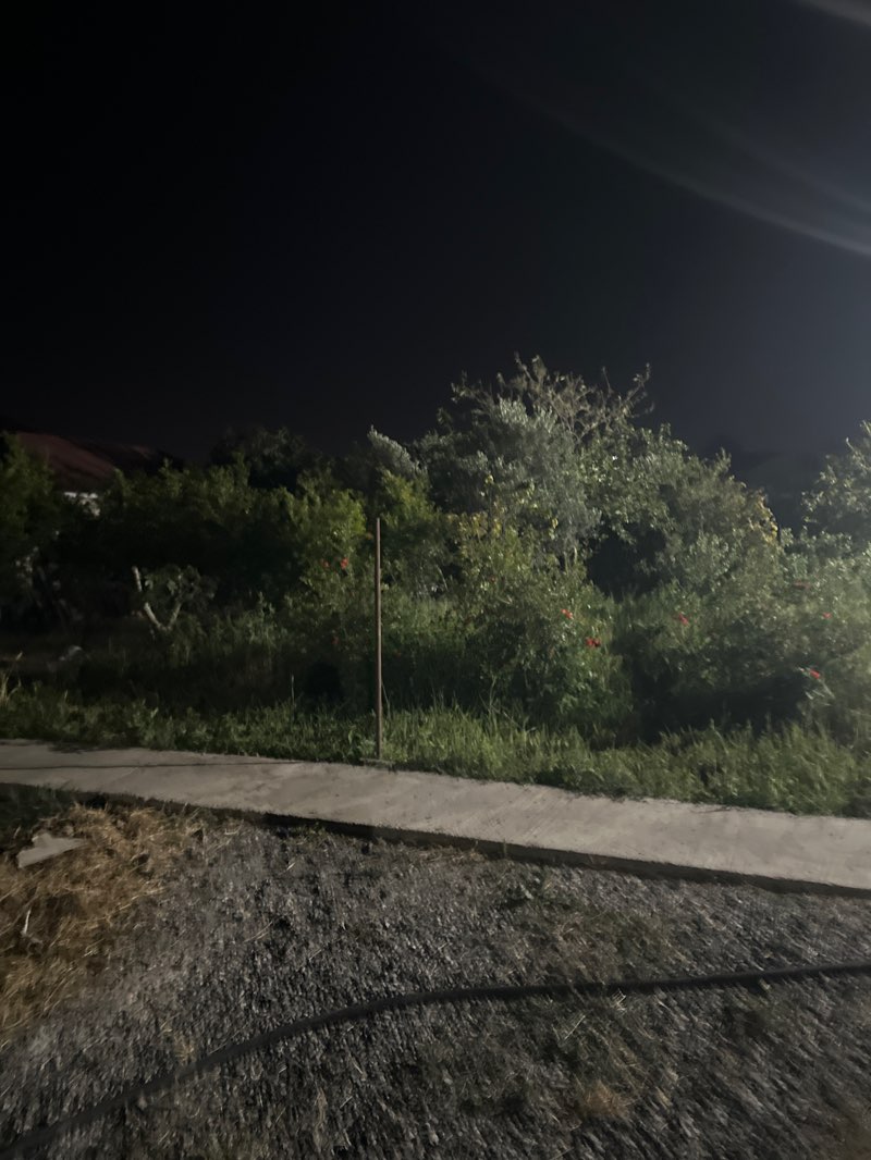 walking near me in Zağulba Hökümət bağları in summer