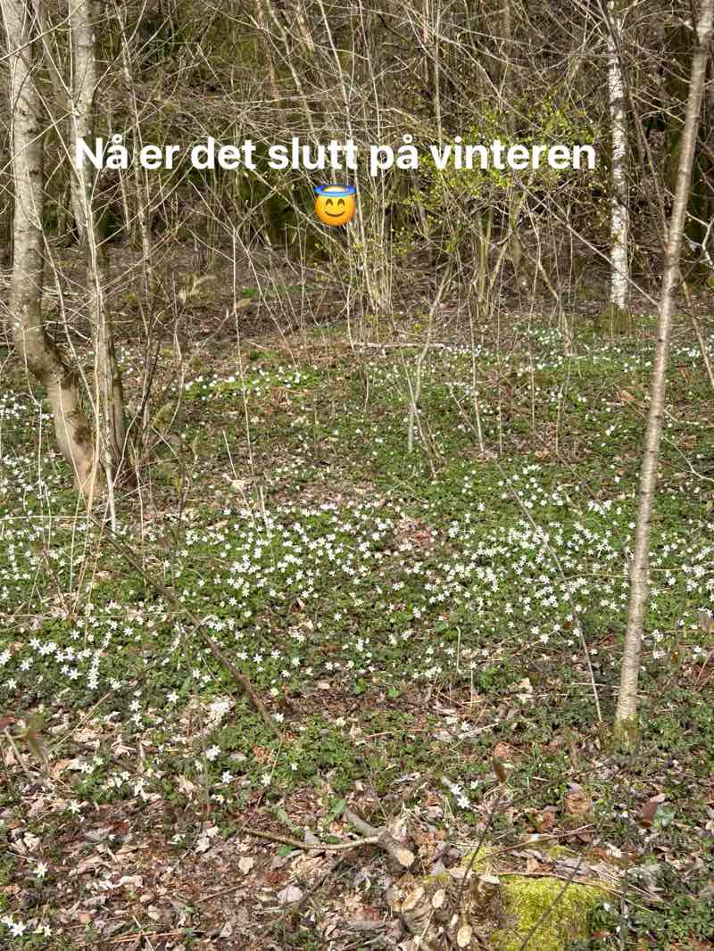 walking near me in Speidermarka in winter