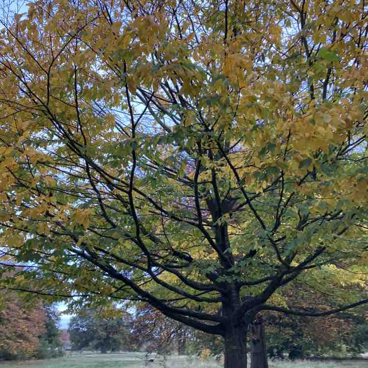 AJP 🏴󠁧󠁢󠁳󠁣󠁴󠁿 post 2