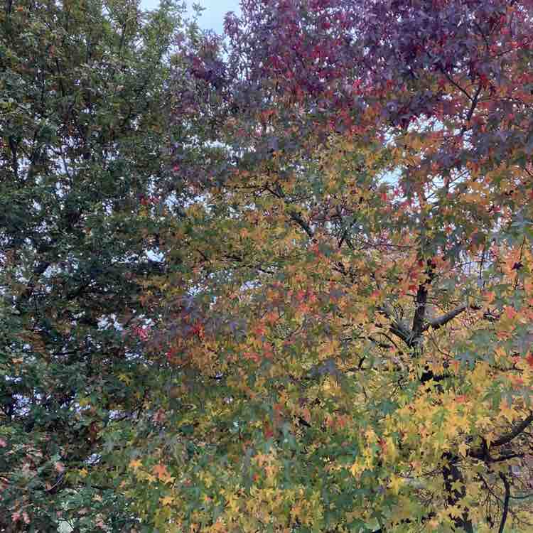 AJP 🏴󠁧󠁢󠁳󠁣󠁴󠁿 post 1