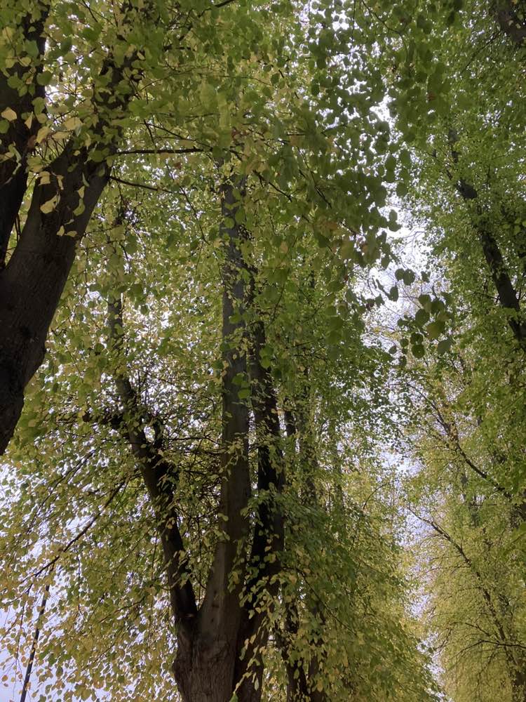walking near me in Abbey Fields in autumn
