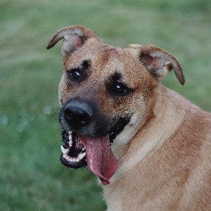 Bari_vel_Demon profile