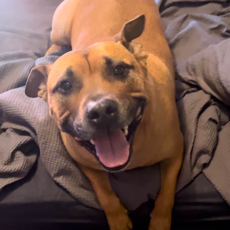 🇦🇺 Brad🐕🦘🐨 post 2