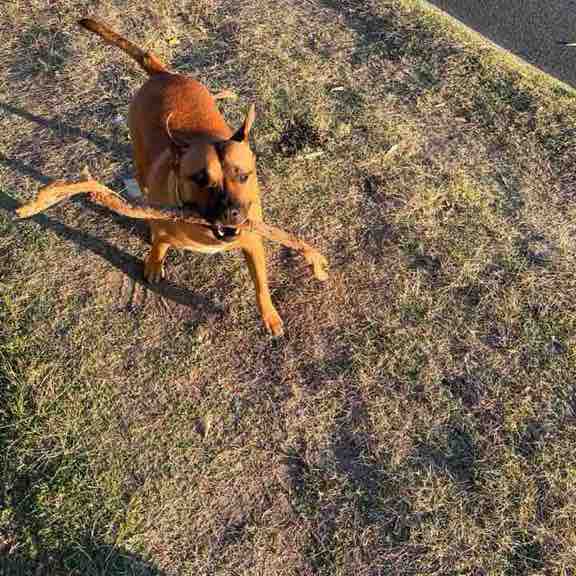 🇦🇺 Brad🐕🦘🐨 post 3