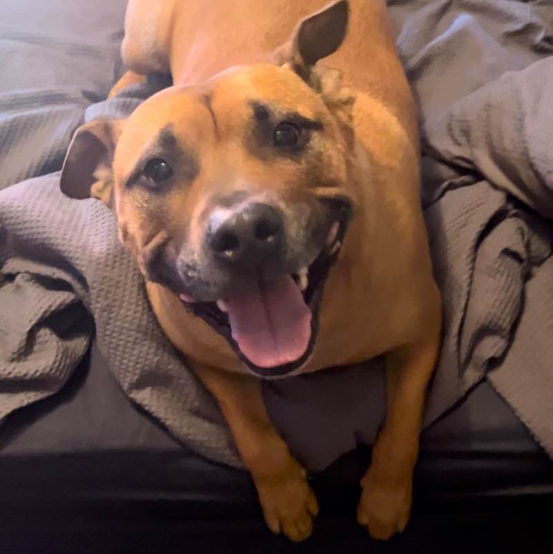 🇦🇺 Brad🐕🦘🐨 post 2