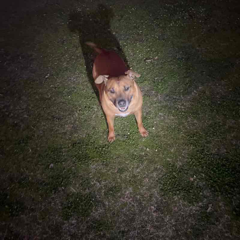 🇦🇺 Brad🐕🦘🐨 post 1