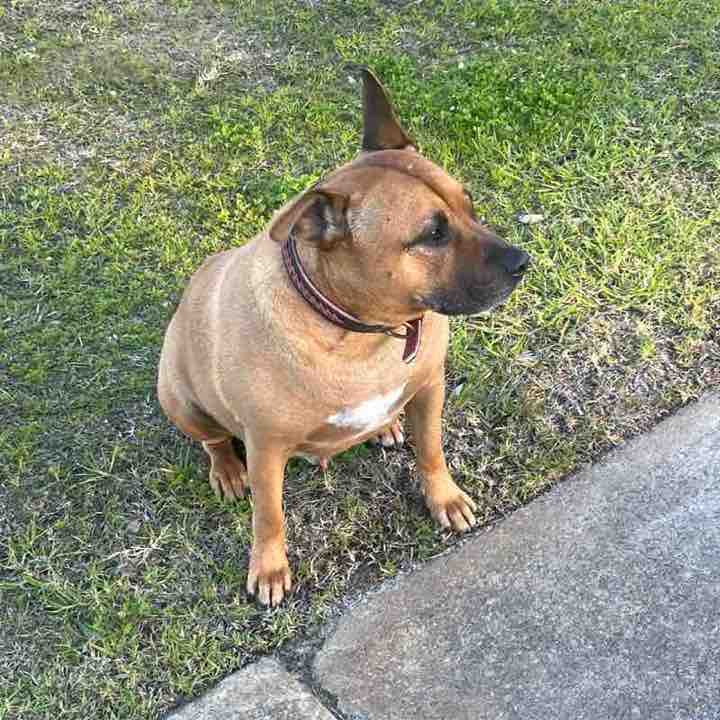 🇦🇺 Brad🐕🦘🐨 post 1