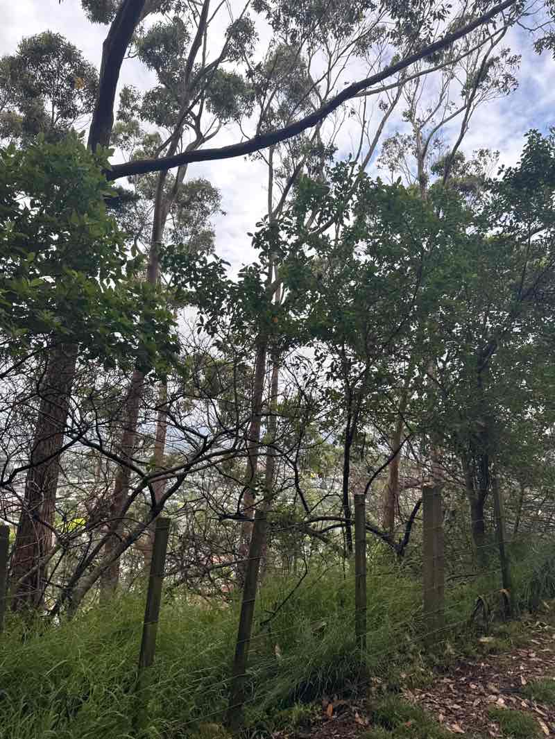 walking near me in Ōwairaka / Te Ahi-kā-a-Rakataura in summer