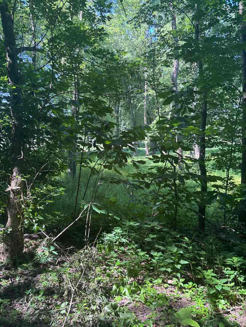 walking near me in Chartiers Park in summer