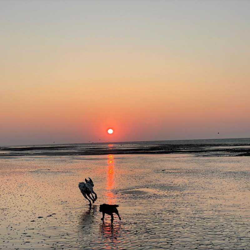 AmboTambo 🇬🇧 🚶🏽‍♀️🐕🐩 post 1