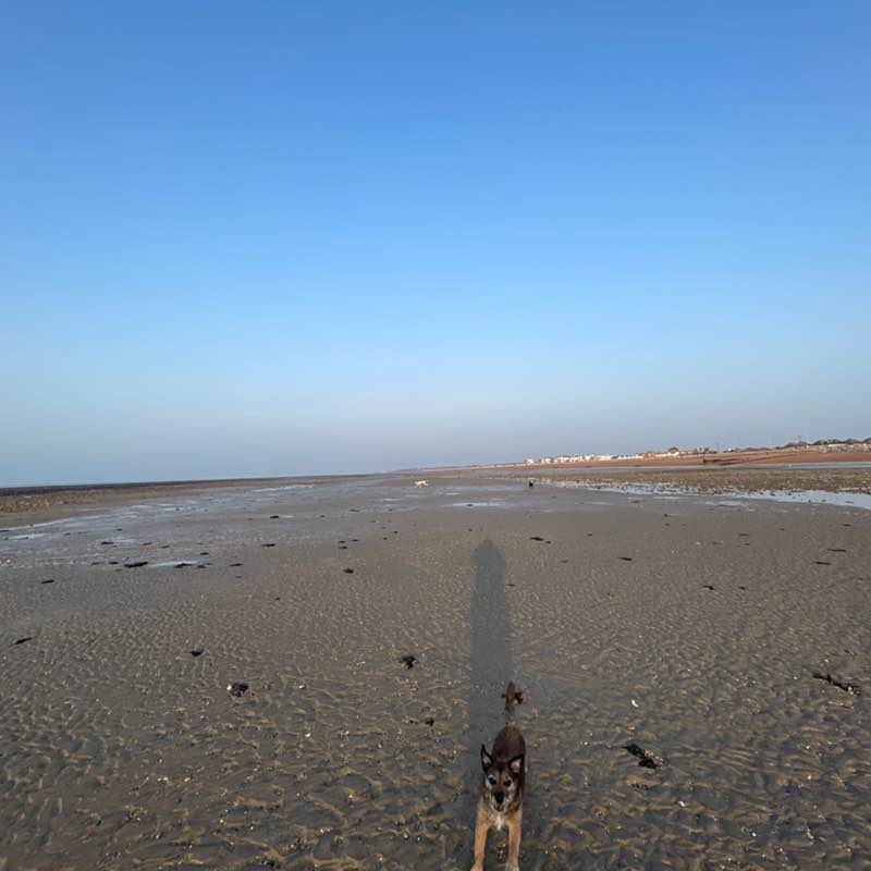 AmboTambo 🇬🇧 🚶🏽‍♀️🐕🐩 post 3