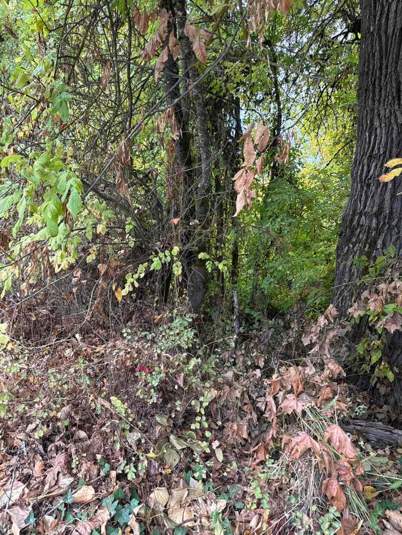 walking near me in Delta Ponds City Park in autumn