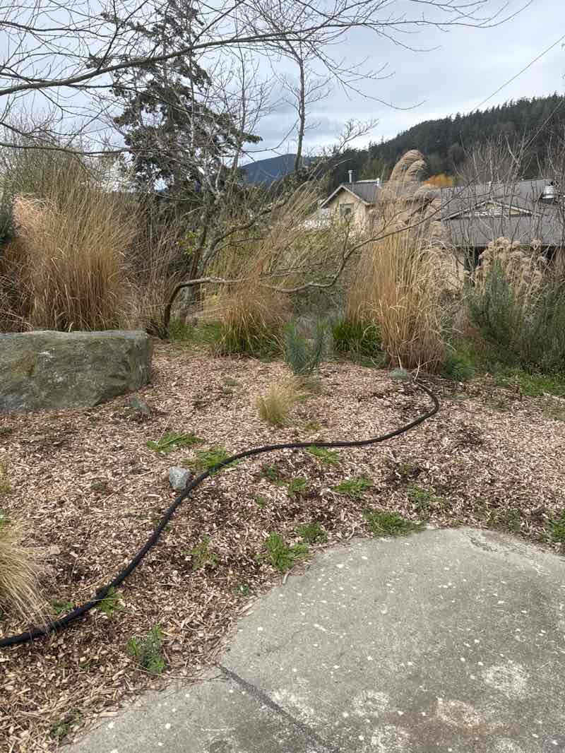 walking near me in Library Park in spring