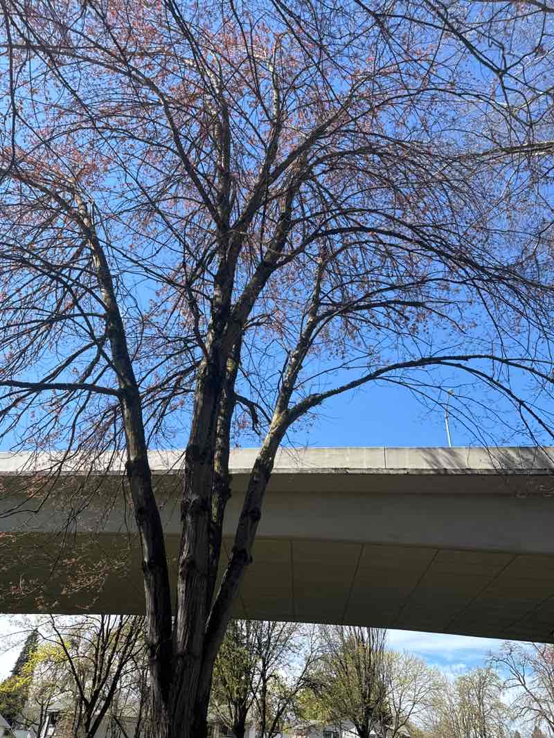 walking near me in Washington/Jefferson City Park in spring