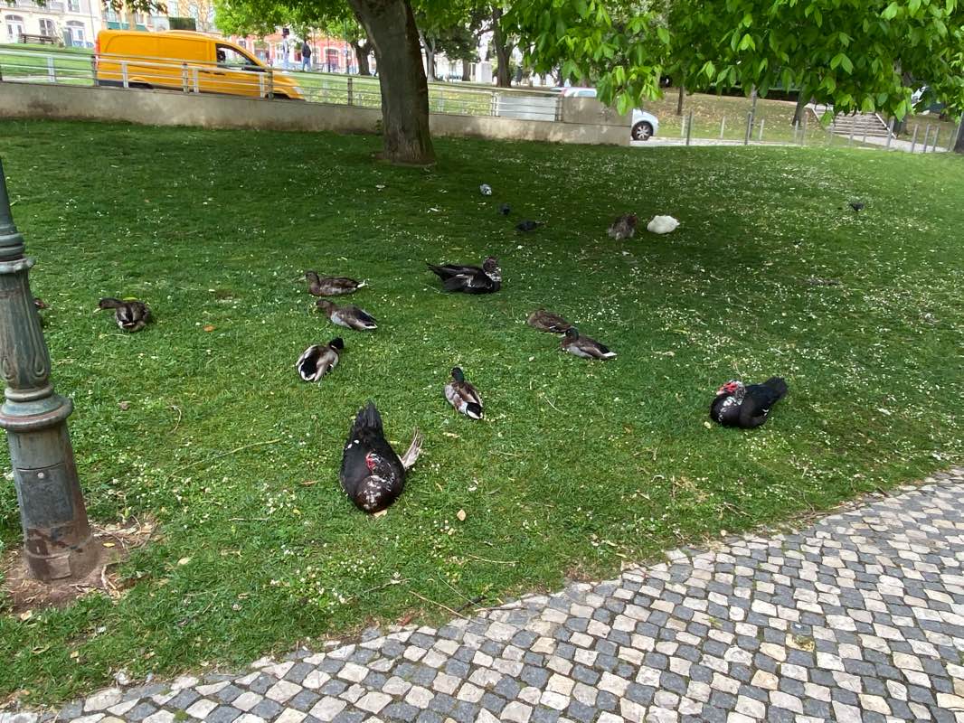 walking near me in Jardim do Torel in winter