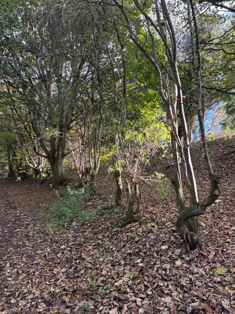 walking near me in Moor Park in autumn