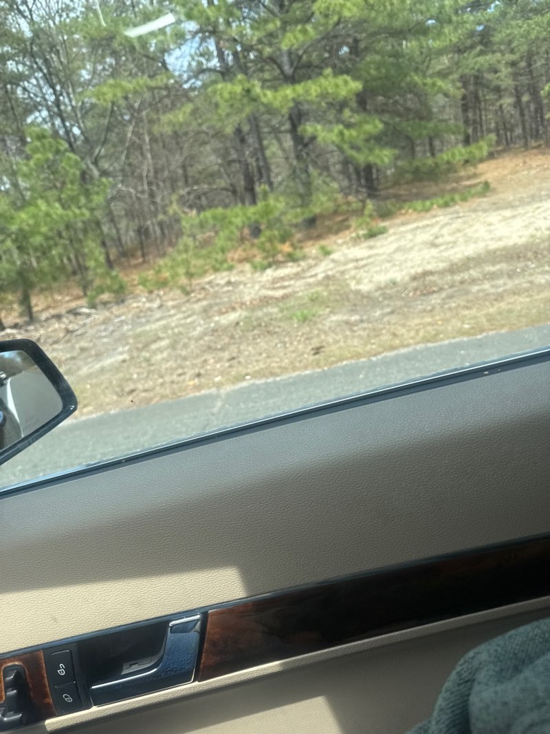 walking near me in Rocky Point Pine Barrens State Forest in spring