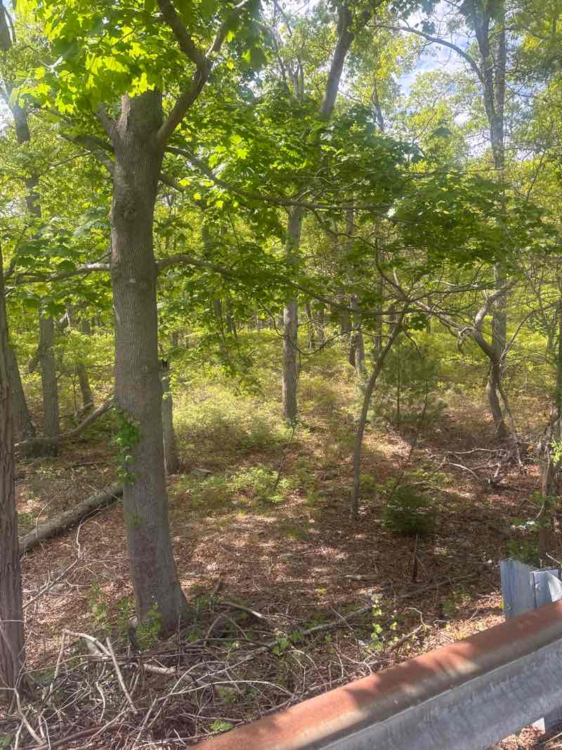 walking near me in Rocky Point Pine Barrens State Forest in spring
