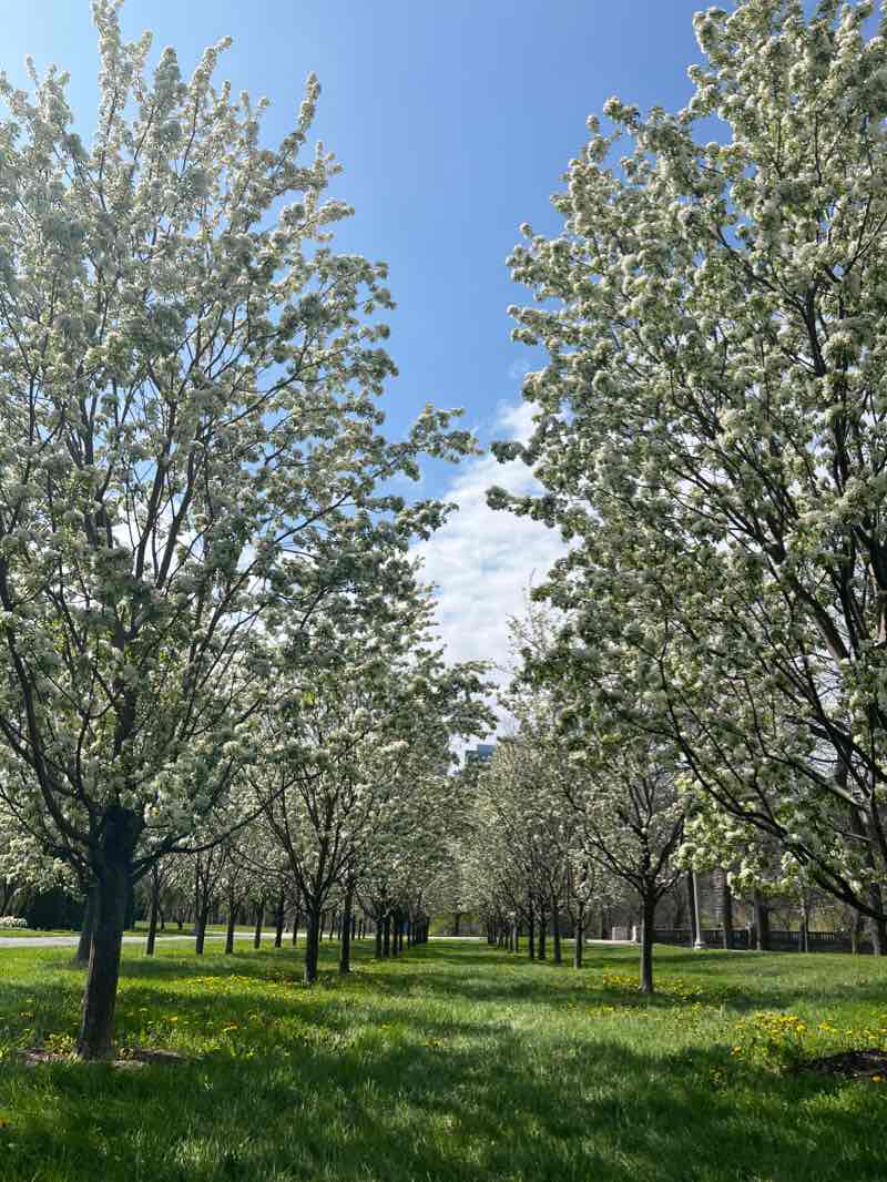 walking near me in Grant Park in winter