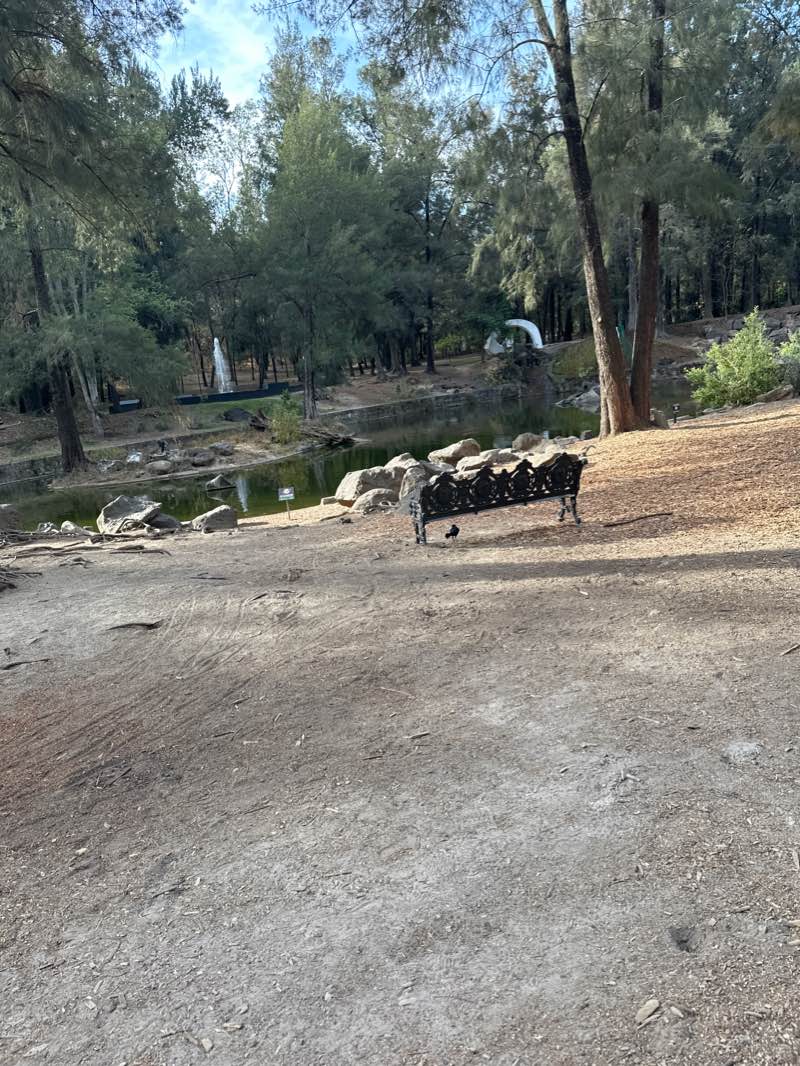 walking near me in Parque Ávila Camacho in winter