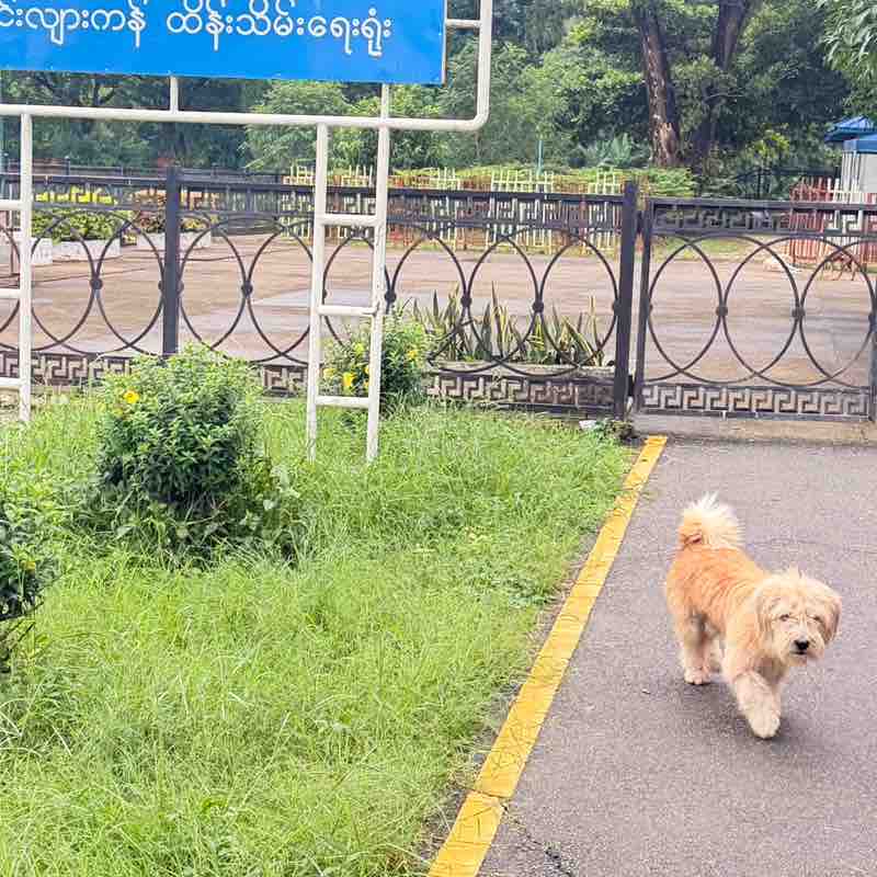5000 steps for a first step 🍀 Phyu post image