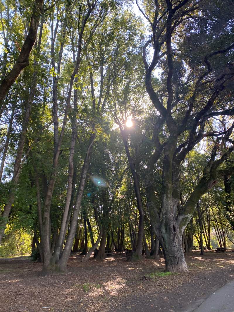 walking near me in Miwok Park in winter