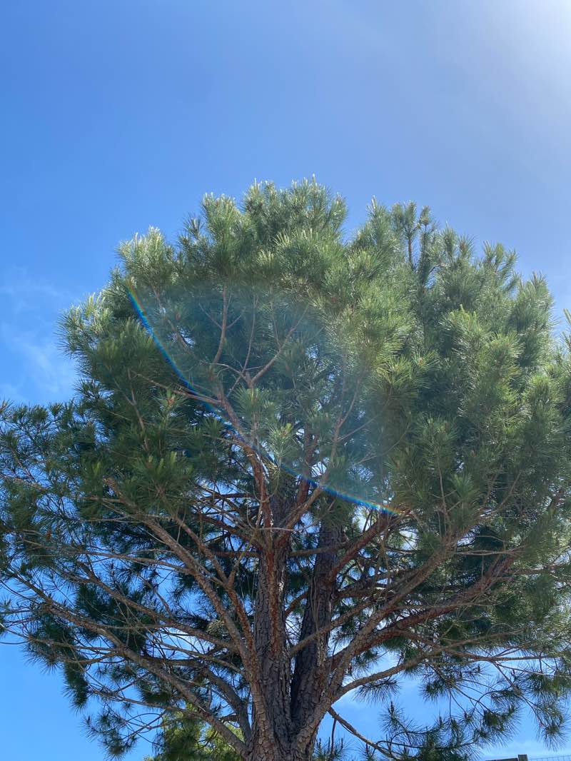 walking near me in Pioneer Park in spring