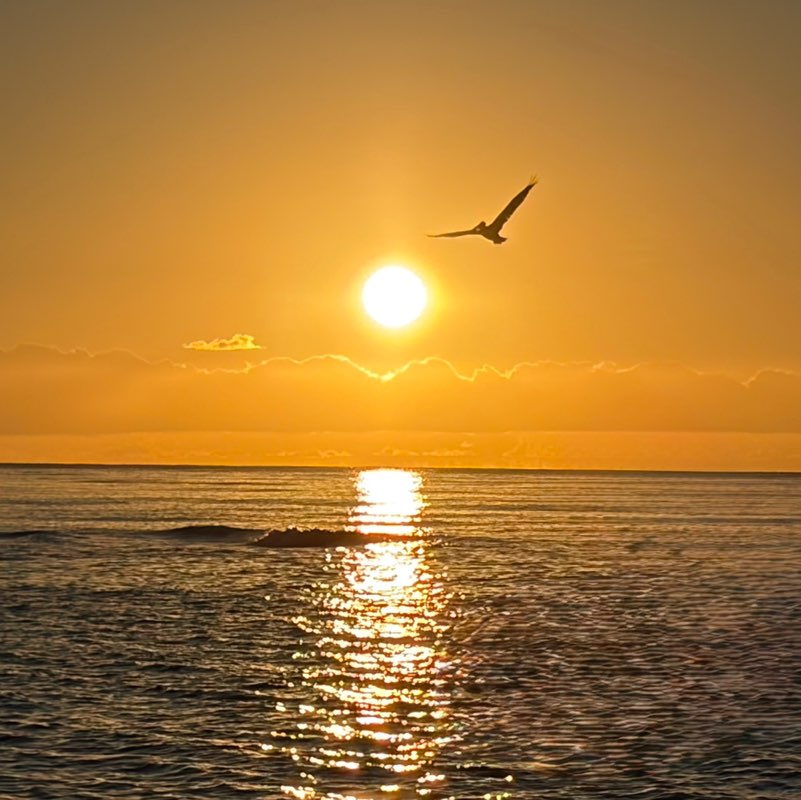 Lionel 🇵🇷🌊🏄🏽‍♂️🐶 profile