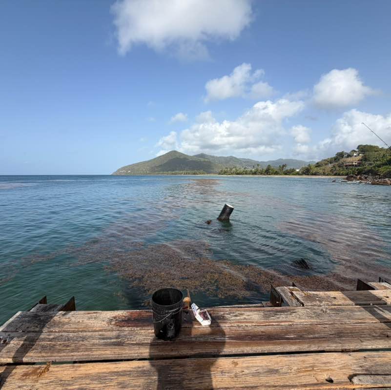 Lionel 🇵🇷🌊🏄🏽‍♂️🐶 post 1