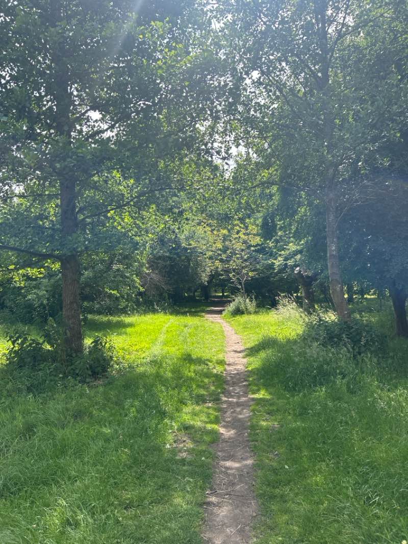 walking near me in Macey's Meadow in summer