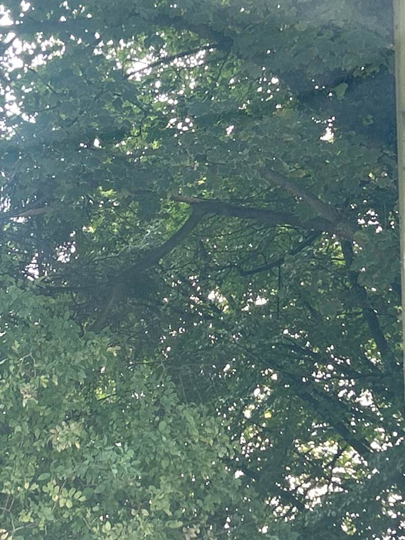 walking near me in Manor Park Country Park in autumn