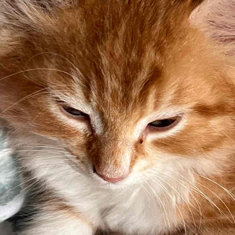 The Happy Tabbies πΈπ»π»π·βοΈπΉ Lee1949 post image
