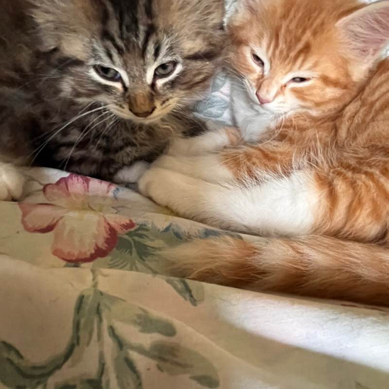 The Happy Tabbies πΈπ»π»π·βοΈπΉ Lee1949 post image
