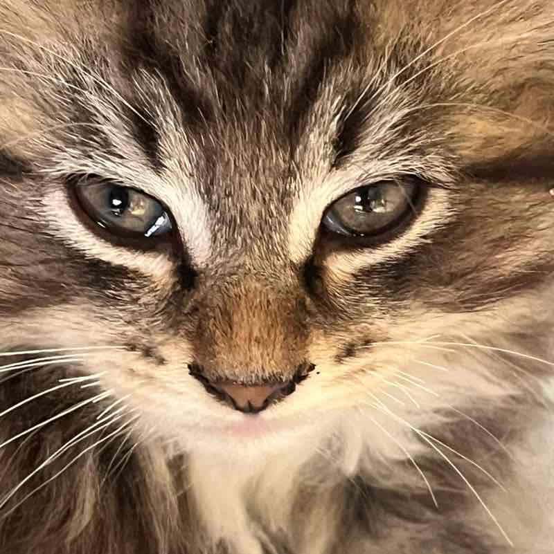 The Happy Tabbies πΈπ»π»π·βοΈπΉ Lee1949 post image