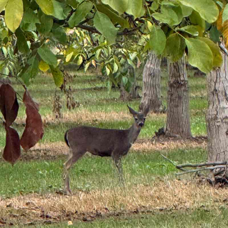 🖤🤍mama bear🤍🖤 post 3